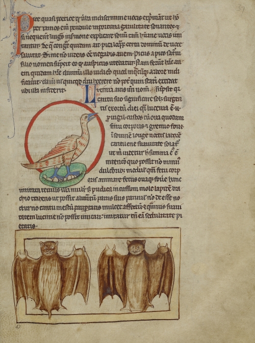 An illuminated manuscript shows a nightingale and bats